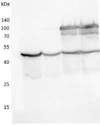 SAM1-4 | S-adenosylmethionine synthase in the group Antibodies Plant/Algal / Hormones / Biosynthesis/regulation at Agrisera AB (Antibodies for research) (AS16 3148)